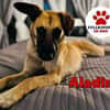 liebevoller Jungrüde Aladin sucht.....