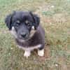 💕Viola💕sucht ihre Menschen🐾💕🍀