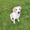 🐶 Buddy  5 Monate  Beagle-Mix-Bub