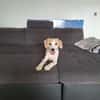 🐶 Buddy  5 Monate  Beagle-Mix-Bub