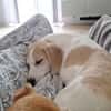 🐶 Buddy  5 Monate  Beagle-Mix-Bub