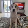 🐶 Buddy  5 Monate  Beagle-Mix-Bub