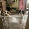 🐶 Snoopy  5 Monate  Beagle-Mix-Bub