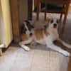 🐶 Snoopy  5 Monate  Beagle-Mix-Bub