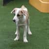 🐶 Cooper  5 Monate Beagle-Mix