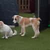 🐶 Cooper  5 Monate Beagle-Mix
