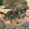 Joline - kleine Hundedame