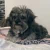 Joline - kleine Hundedame