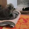 Joline - kleine Hundedame