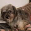 Joline - kleine Hundedame