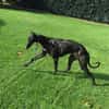 Zarte Galga sucht liebevolles Zuhause