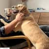 Lilly  eine Seele von Hund