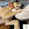 Lilly  eine Seele von Hund