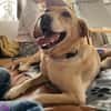 Lilly  eine Seele von Hund