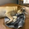 Lilly  eine Seele von Hund