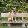 Nacho  Malinois sucht aktives Zuhause