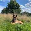 Nacho  Malinois sucht aktives Zuhause