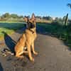 Nacho  Malinois sucht aktives Zuhause