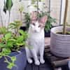 Junger, sozialer Kater Zorro