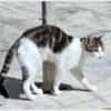 Junger, sozialer Kater Zorro