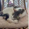 Junger, sozialer Kater Zorro