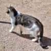 Junger, sozialer Kater Zorro