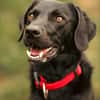 Harley sucht sein zu Hause