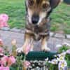 Layla 30 cm (Pflegestelle)
