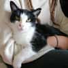 Nico  Sozialer, verschmuster Kater