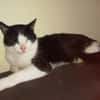 Nico  Sozialer, verschmuster Kater