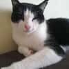 Nico  Sozialer, verschmuster Kater