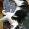 Nico  Sozialer, verschmuster Kater
