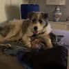 Tora sucht ein liebevolles Zuhause