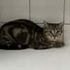 Sardine