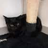 ZORRO
