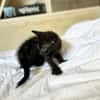 ONYX, chaton mâle, type européen