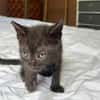 ONYX, chaton mâle, type européen
