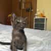 ONYX, chaton mâle, type européen