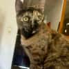 SPHINXY, chat femelle européen