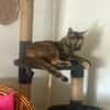 SPHINXY, chat femelle européen