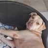 PHOENIX Croisée Labrador Femelle junior