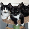 Regan, Scout & Reece