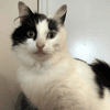 Yuki