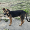 Ares