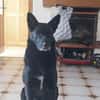 Benni