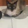 PEPI