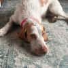 Zoe ein treuer Begleiter