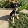 Hundekind sucht Bestplatz