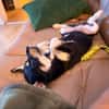 Hundekind sucht Bestplatz
