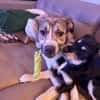Hundekind sucht Bestplatz